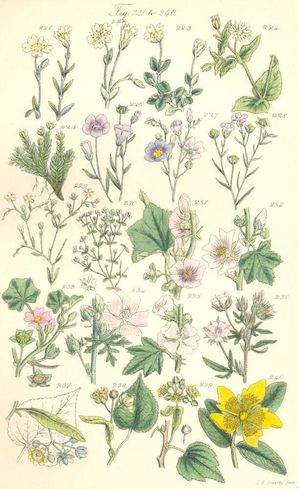 WILD FLOWERS. Chickweed Cyphel Flax Mallow Lime Linden-tree Tutsan. SOWERBY 1890
